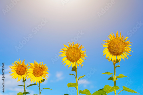 Yellow sunflowers with blue sky in sunny day. Summer and travel concept.