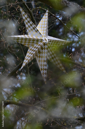 étoile dans l'arbre