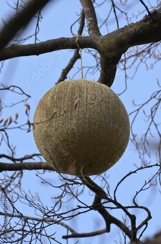 boule dorée dans arbre