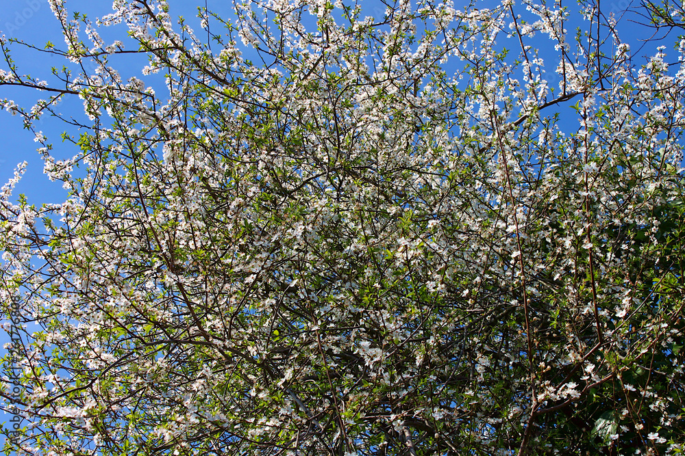 Fototapeta premium Flowering plum tree