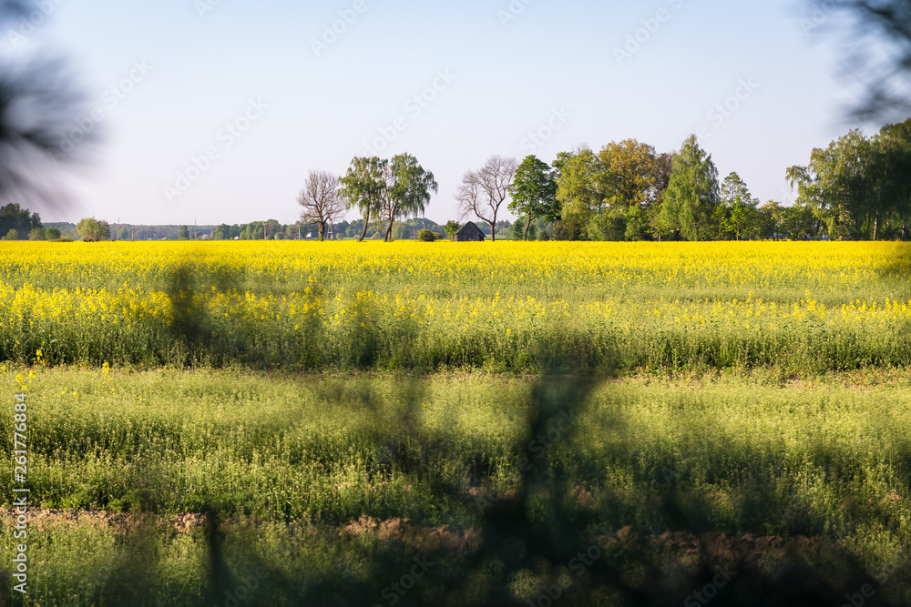 Latvian countryside landscape through pine branches on rape field and far away houses and trees