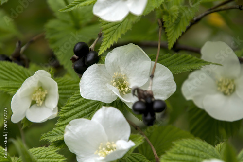 Little White Flowers blooming in the field; Rhodotypos scandens