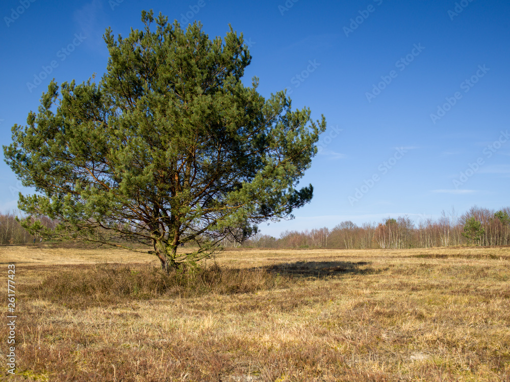 Fototapeta premium Wagner Heide