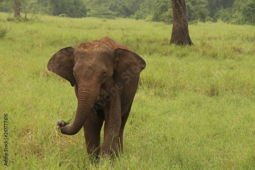 Sri Lankan Elephant in Forest eating grass