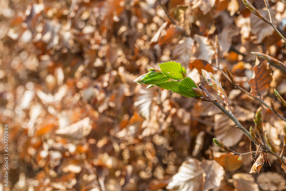 new green leafs on the beech