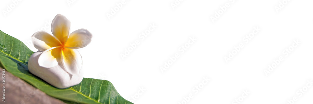 Plumeria flower composition with white stone on white panoramic background Plumeria flower composition with white stone on white panoramic background