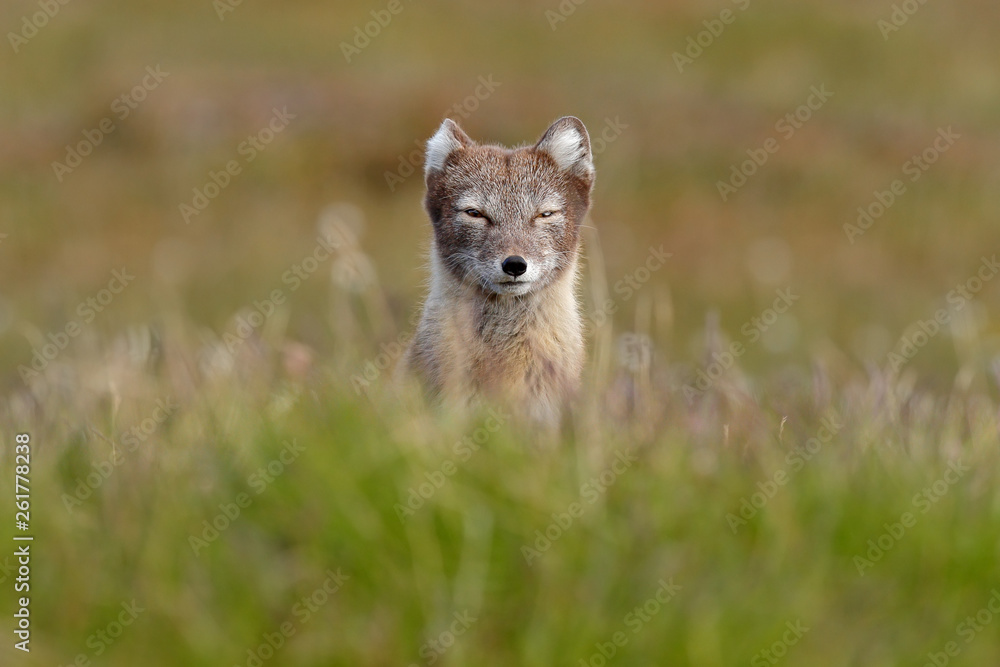 Arctic Fox, Vulpes lagopus, cute animal portrait in the nature habitat, grassy meadow with flowers, Svalbard, Norway. Beautiful wild animal in the grass. Arctic Fox, Vulpes lagopus, cute animal portrait in the nature habitat, grassy meadow with flowers, Svalbard, Norway. Beautiful wild animal in the grass.