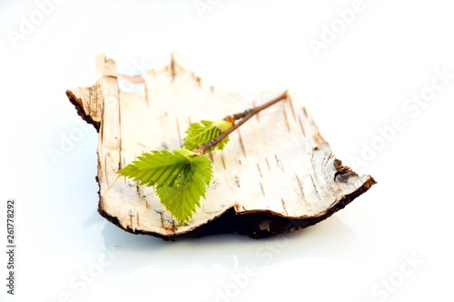 Fototapeta Naklejka Na Ścianę i Meble -  Brzoza na białym tle