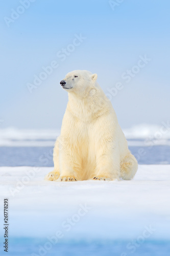 Dangerous bear sitting on the ice, beautiful blue sky. Polar bear on drift ice edge with snow and water in Norway sea. White animal in the nature habitat, Europe. Wildlife scene from nature.