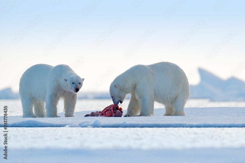 Two polar bears with killed seal. White bear feeding on drift ice with  snow, Svalbard, Norway. Bloody nature with big animals. Dangerous baer with  carcass. Arctic wildlife, animal food behaviour. Stock Photo |