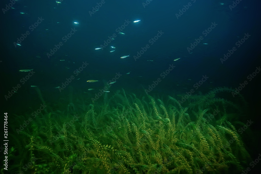 Fototapeta premium night underwater landscape / diving at night in fresh water, green algae, clear fresh water at night in the lake