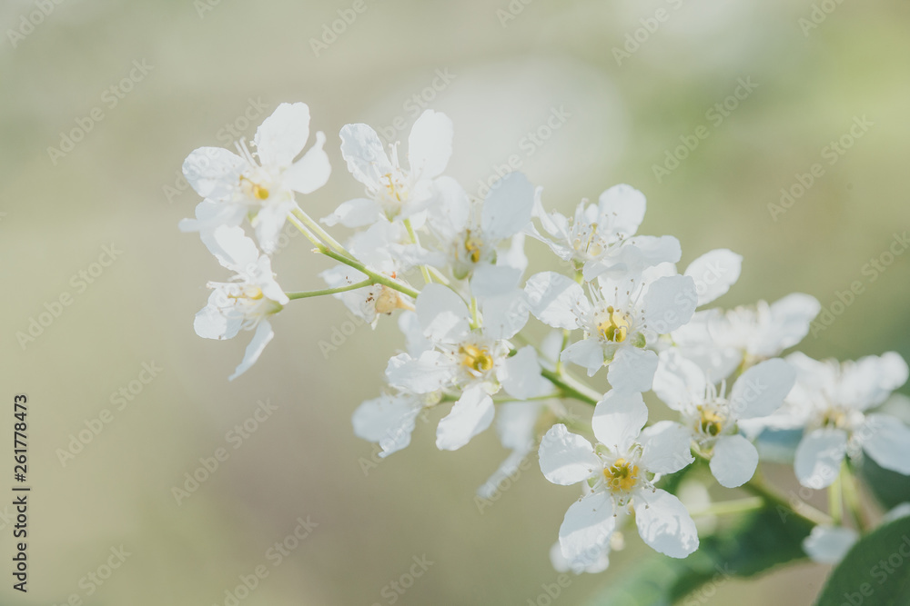 Beauty of spring: closeup of blossoming plum tree