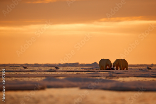 Photos Two polar bears with killed seal
