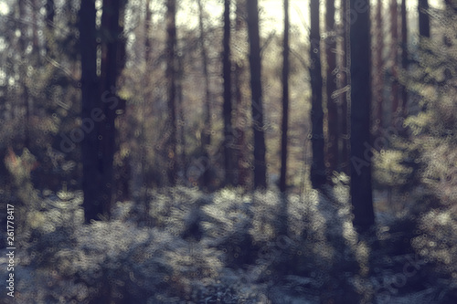 abstract forest blurred winter vertical lines   winter forest background  abstract landscape