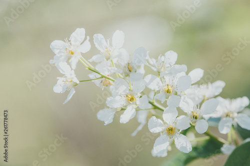 Beauty of spring: closeup of blossoming plum tree