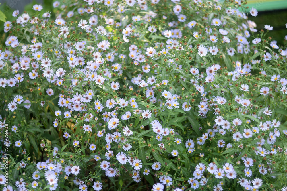 Wild flowers summer day close up Wild flowers summer day close up