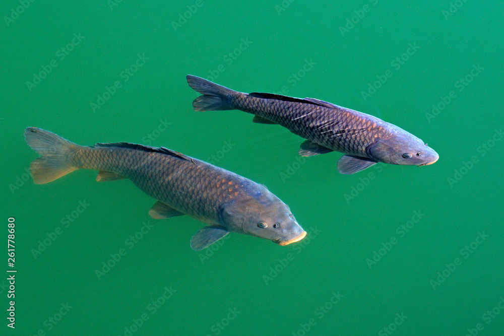 European common carp, Cyprinus carpio, widespread freshwater fish in the  green blue water. Carp in the habitat, pond lake in Swiss. Two fish near  the water surface. Wildlife scene from nature. Stock