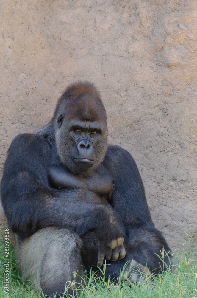 Gorilla Sitting Looking at You Vertical