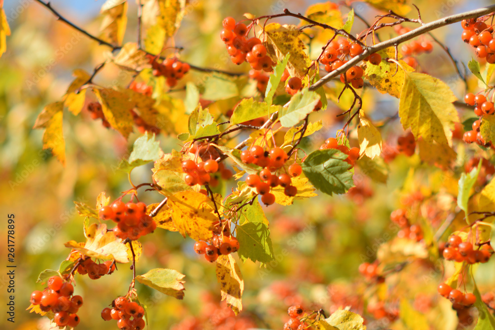 Autumn colors closeup Autumn colors closeup