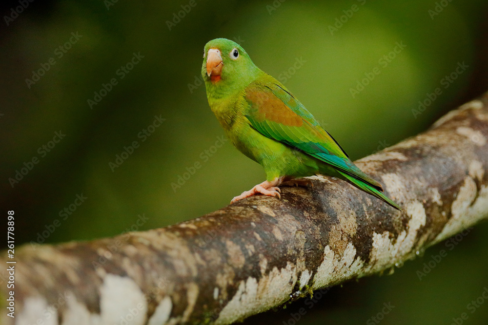 Tovi orange-chinned parakeet, Brotogeris jugularis, portrait of light green parrot with red head, Costa Rica. Wildlife scene from tropical nature. Bird in the habitat. Tovi orange-chinned parakeet, Brotogeris jugularis, portrait of light green parrot with red head, Costa Rica. Wildlife scene from tropical nature. Bird in the habitat.