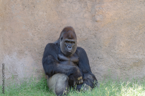 Gorilla Sitting Looking at You photo