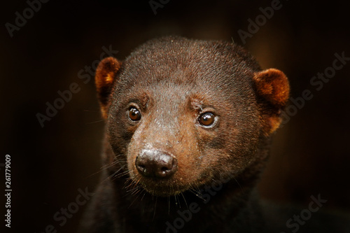 Tayra, Eira barbara, omnivorous animal from the weasel family. Tayra hidden in tropic forest, detail close-up portrait. Wildlife scene from nature, Costa Rica nature. Cute danger mammal in habitat. photo