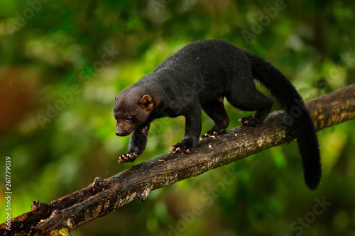 Tayra  Eira barbara  omnivorous animal from the weasel family. Tayra hidden in tropic forest  sitting on the green tree. Wildlife scene from nature  Costa Rica nature. Cute danger mammal in habitat.