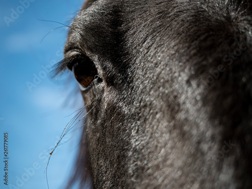 Black horse eye © duccio