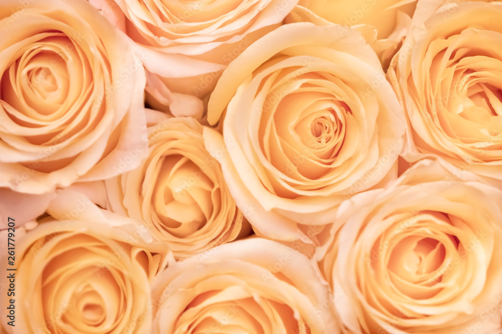blurred background of pink beige roses blurred background of pink beige roses
