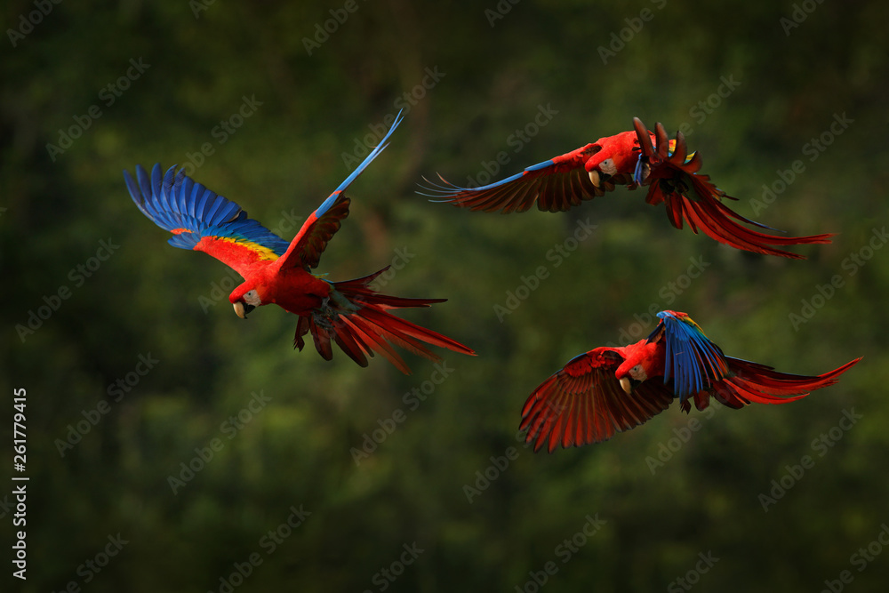 Fototapeta premium Macaw parrot flying in dark green vegetation with beautiful back light and rain. Scarlet Macaw, Ara macao, in tropical forest, Costa Rica. Wildlife scene from tropical nature. Red in forest.