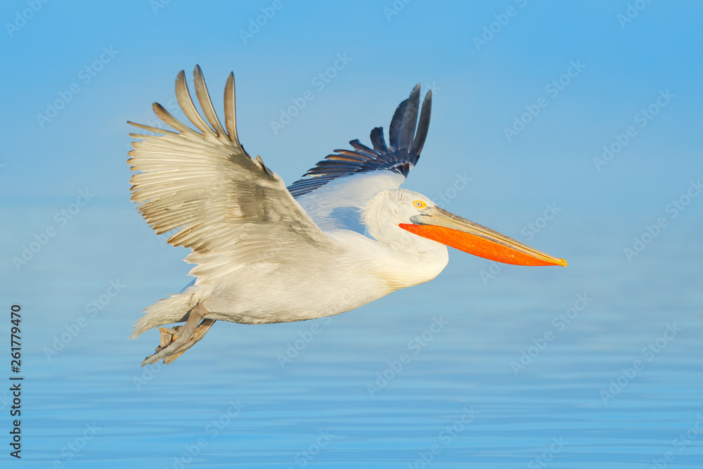 Obraz premium Bird landing to the blue lake water. Bird fly. Dalmatian pelican, Pelecanus crispus, landing in Lake Kerkini, Greece. Pelican with open wings. Wildlife scene from European nature.