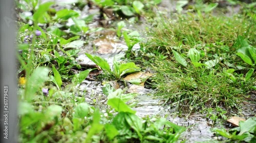 Rain falls in puddles super slow motion - green grass and weeds