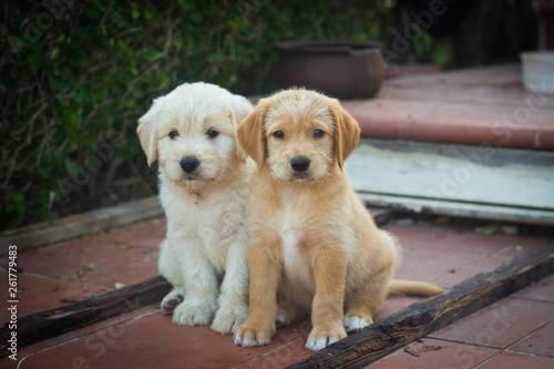 Cute dogs. Labrador puppies