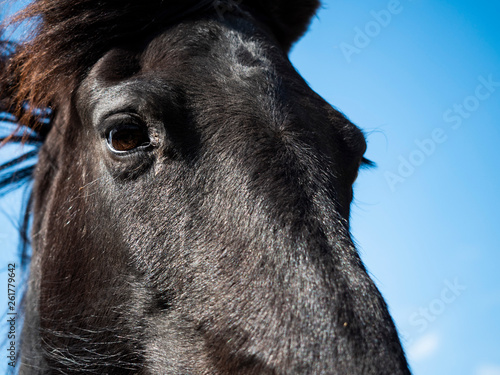 Black horse face