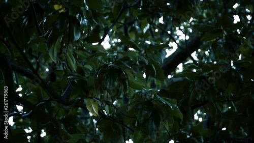 Rain falling in jungle scene super slow motion