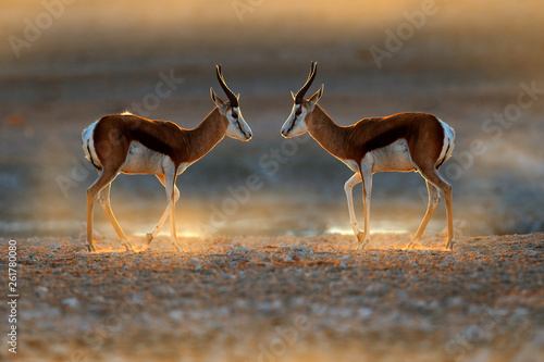 Springbok antelope, Antidorcas marsupialis, in the African dry habitat, Etocha NP, Namibia. Mammal from Africa. Springbok in evening back light. Sunset on safari in Namibia.