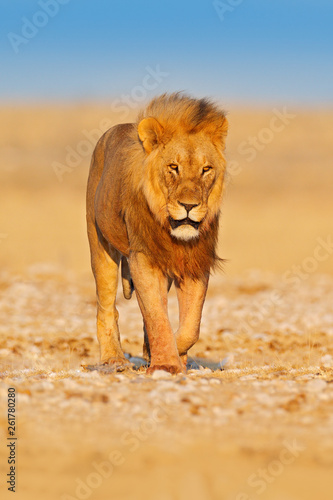 Lion walk. Portrait of African lion, Panthera leo, detail of big animals, Etocha NP, Namibia, Africa. Cats in dry nature habitat, hot sunny day in desert. Wildlife scene from nature.