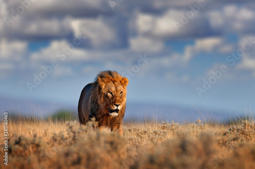 Lion walk. Portrait of African lion, Panthera leo, detail of big animals, Etocha NP, Namibia, Africa. Cats in dry nature habitat, hot sunny day in desert. Wildlife scene from nature. African blue sky. photo