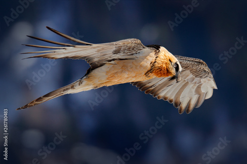 ammergeier or Bearded Vulture, Gypaetus barbatus, flying bird above rock mountain. Rare mountain bird, fly with snow, animal in stone habitat, Valais, Switzerland. Bearded Vulture-Eagle in flight abov photo