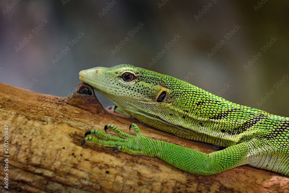 Fotka „Emerald tree monitor, Varanus prasinus, detail portrait of beautiful  green lizard, sittin on the tree trunk in the wild nature. Reptile in the  habitat. Close-up detail of tree monitor from New