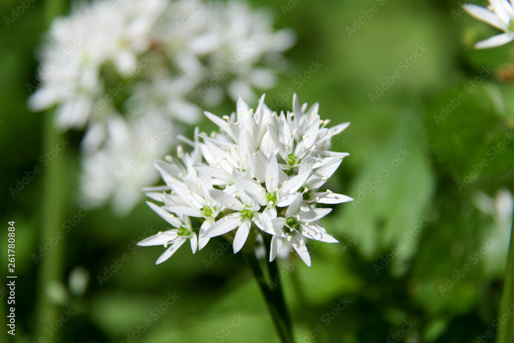 the wild garlic is related with chives, onion and garlic the wild garlic is related with chives, onion and garlic