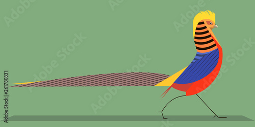 Golden pheasant on a green background