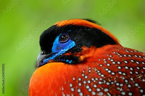 Exotic bird from Asia. Temminck's Tragopan, Tragopan temminckii, detail portrait of rare pheasant with black, blue and orange head, bird in the nature habitat, hidden in the green leaves, India. photo