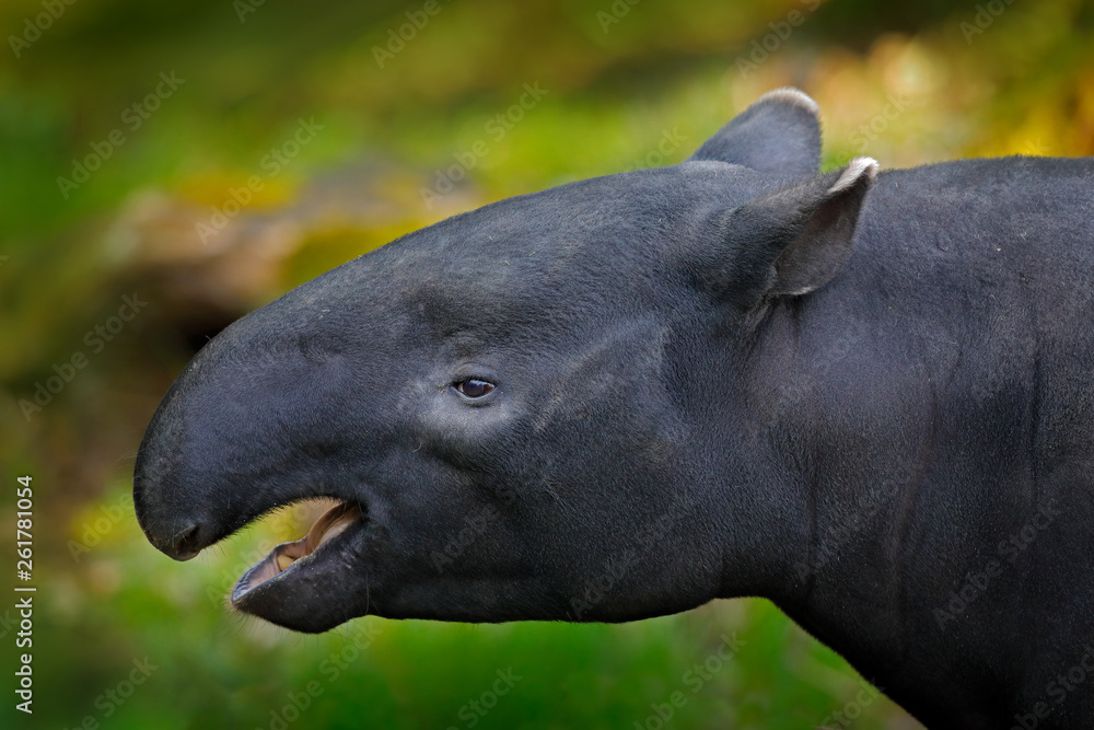 Tapir in nature. Malayan asian tapir tapirus indicus, in green vegetation. Close-up portrait of rare animal from Malaysia. Wildlife scene from tropical nature. Detail portrait of beautiful mammal. Tapir in nature. Malayan asian tapir tapirus indicus, in green vegetation. Close-up portrait of rare animal from Malaysia. Wildlife scene from tropical nature. Detail portrait of beautiful mammal.