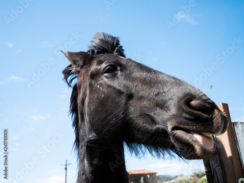 Cavallo nero con faccia divertente