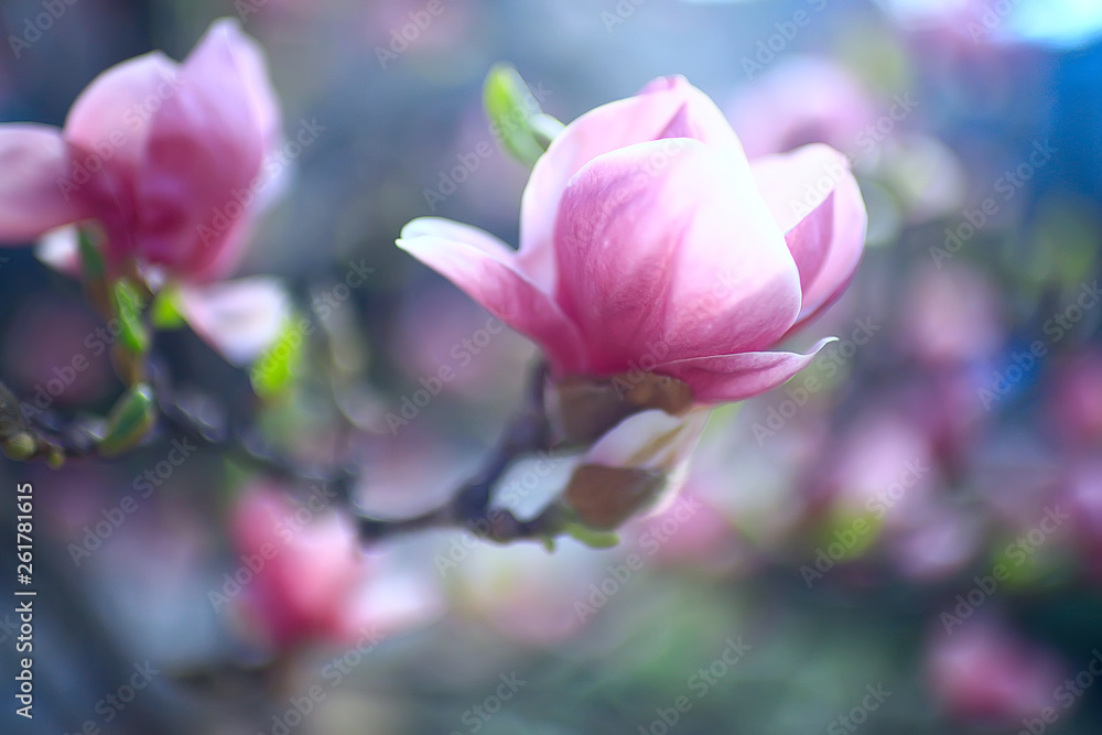 magnolia blossom spring garden / beautiful flowers, spring background pink flowers magnolia blossom spring garden / beautiful flowers, spring background pink flowers