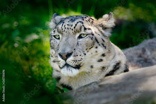 Face portrait of snow leopard with green vegation, Kashmir, India. Wildlife scene from Asia. Detail portrait of beautiful big cat, Panthera uncia.