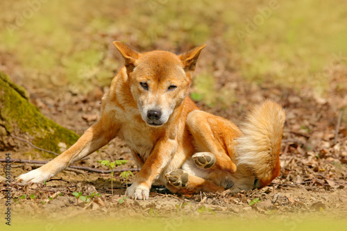 New Guinea singing dog, Canis dingo hallstromi, in the nature habitat during sunny day. Wild dingo in the forest, Australia. Wildlife scene from nature. photo