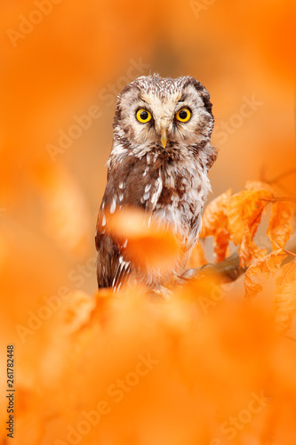Owl hidden in the orange leaves. Boreal owl with big yellow eyes in the autumn forest in central Europe. Detail portrait of bird in the nature habitat, Germany.