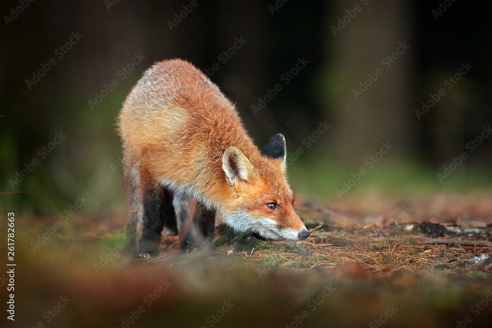 Fototapeta premium Cute Red Fox, Vulpes vulpes in fall forest. Beautiful animal in the nature habitat. Wildlife scene from the wild nature. Fox running in orange and yellow autumn leaves. Animal in fall wood habitat.